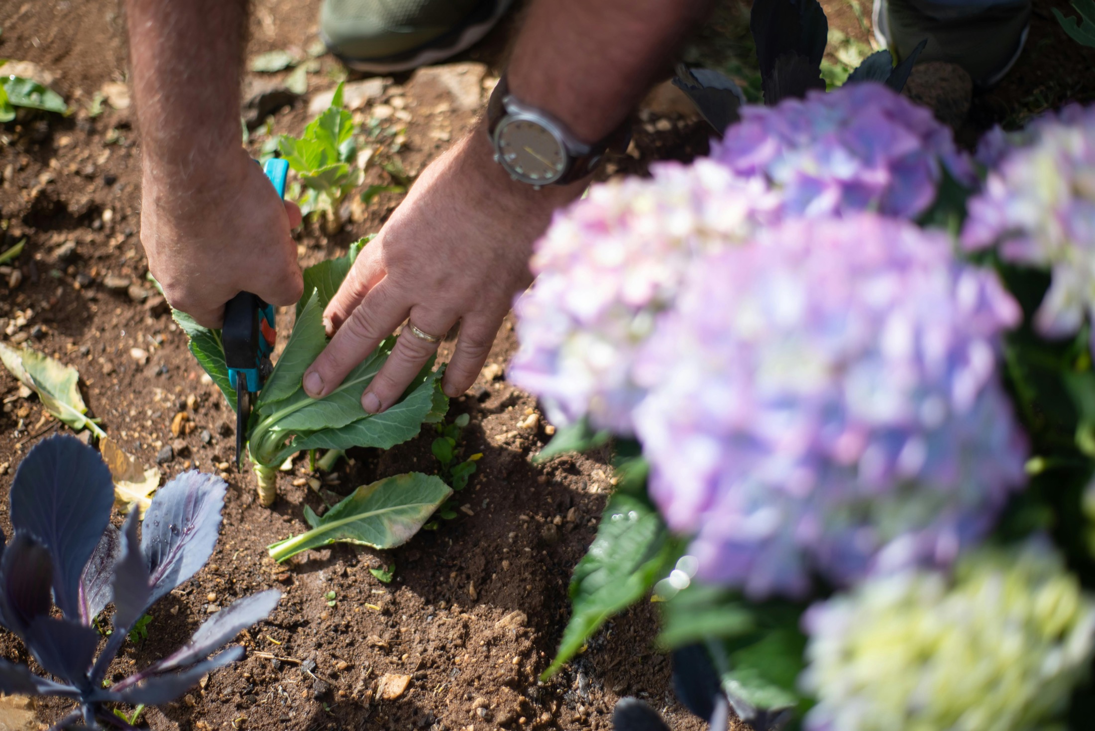 Close-up of careful shrub pruning with hand shears in a garden bed